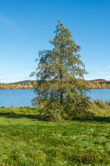 Alnus glutinosa Schwarz-Erle am Ufer des Drachensees bei Furth im Wald im Spätherbst