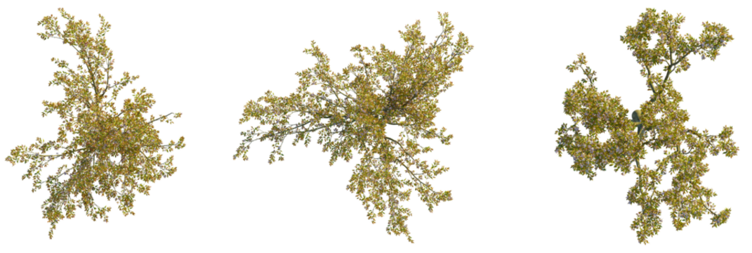 Malus micromalus  tree plan, top view, cutout, transparent background, isolate, Delicate blooming branches with tiny flowers create a natural, vibrant spring scene - Powered by Adobe