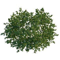 Davidia involucrata  tree plan, top view, cutout, transparent background, isolate, Vibrant green tree canopy top view, perfect for architectural visualization