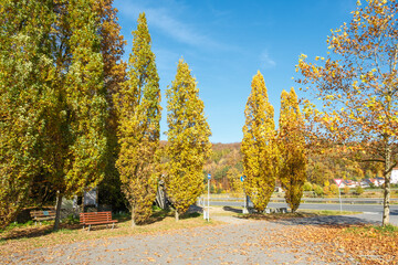 Quercus robur Fastigiata Säulen-Eiche an einem Wanderparkplatz am Ufer des Drachensees bei Furth im Wald im Spätherbst