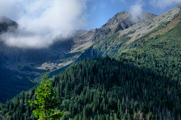 Tatry, zielone leśne zbocza i skalne ściany z górskimi szczytami w tle, letni krajobraz © Przemysaw