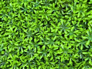 Bright Green Artificial Plant Leaves Forming Dense Decorative Background. A close-up macro shot of vibrant green artificial plant leaves arranged in a dense pattern.