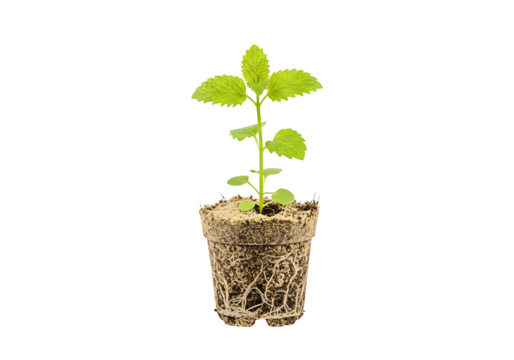 A vibrant green seedling with its intricate root system visible through the soil in a small transparent pot against a deep black background