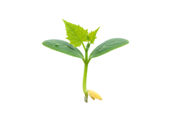 Vibrant green seedling with fresh leaves emerging from a yellow cotyledon transparant background symbolizing new beginnings and nature's