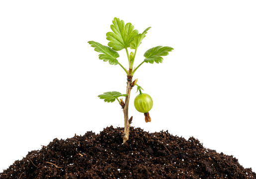 Vibrant green gooseberry seedling flourishing from dark fertile soil displaying its early fruit transparant backdrop highlighting organic