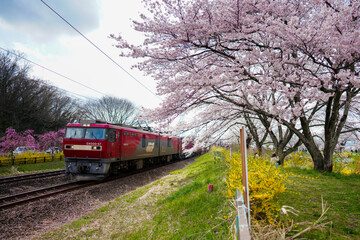 Naklejka premium 電車と桜