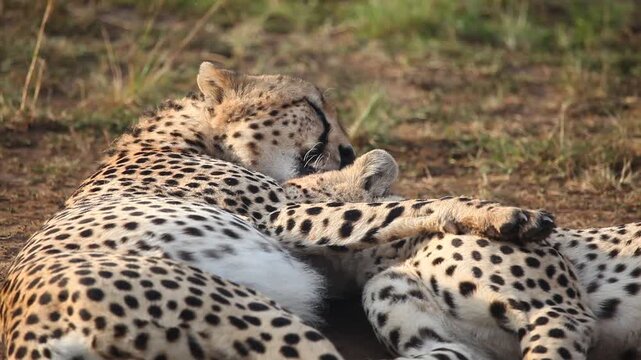 Two cheetah cuddling and licking each other