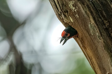 portrait of a coppersmith barbet 