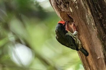 portrait of a coppersmith barbet 