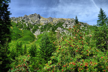 Tatry, skaliste zbocza i zieleń kosodrzewiny z jarzębiną na pierwszym planie w słoneczny letnio-jesienny dzień © Przemysaw