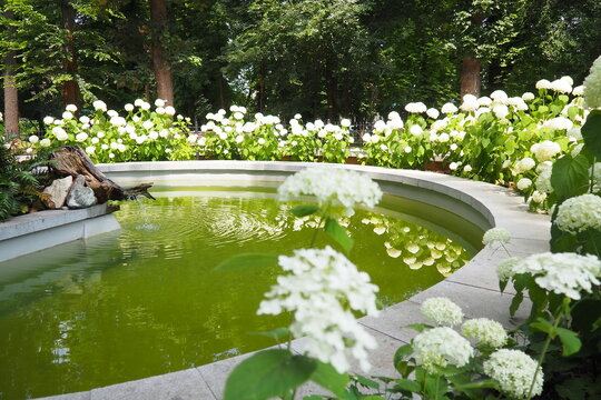 Hydrangea hortensia is a genus of flowering plants native to Asia and the Americas. Hydrangeas are popular ornamental plants, grown for their large flowerheads. Large white flowers in the garden