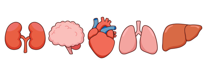 Human Organs Set with Brain, Heart, Lungs, Kidneys, and Liver. Human organs in flat design for educational materials, medical infographics, healthcare apps, anatomy books, classroom visuals. Vector