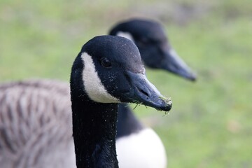Canada goose front close up view