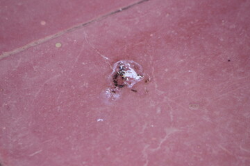 Bird poop on the floor close up