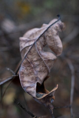 Macro shot of a dry, curled oak leaf showing intricate textures. Muted, earthy tones and a soft, blurred background create a melancholic and peaceful mood.