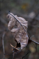 Macro shot of a dry, curled oak leaf showing intricate textures. Muted, earthy tones and a soft, blurred background create a melancholic and peaceful mood.