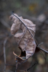 Macro shot of a dry, curled oak leaf showing intricate textures. Muted, earthy tones and a soft, blurred background create a melancholic and peaceful mood.