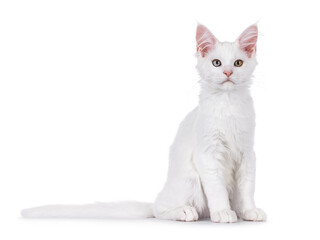 White Maine Coon cat kitten, sitting up side ways. Looking towards camera. Isolated on a white background
