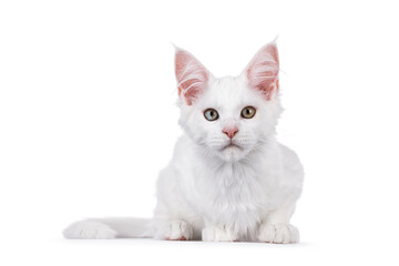 White Maine Coon cat kitten, laying down facing front. Looking straight to camera. Isolated on a white background