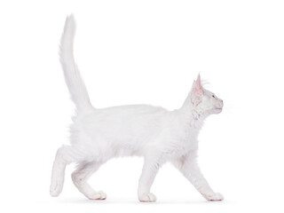 White Maine Coon cat kitten, walking side ways Looking ahead away from camera, with tail up. Isolated on a white background