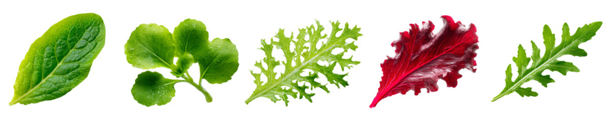 Fresh mixed salad leaves assortment isolated on transparent background