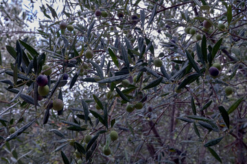 Ripe olives on branches against a white cloudy sky – moody Mediterranean scene