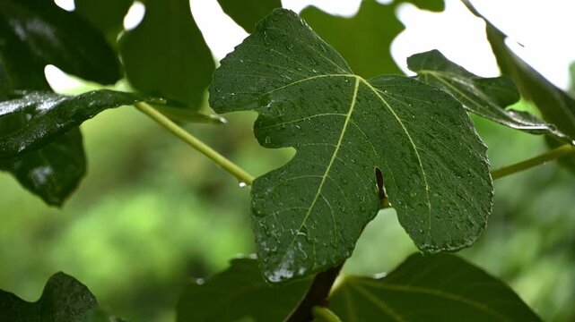 Raindrops glistening on fig leaf in lush greenery backdrop