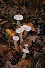 Autumn landscape with mushrooms in fallen leaves, nature background. Clitocybe geotropa (Infundibulicybe geotropa, trooping funnel) growing in forest. harvest time, picking fungi. Forest aesthetic