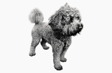 Dog collage, happy pet in halftone. Little puppy sticker cut out of paper. Portrait of a funny animal. Scrapbook of a standing curly dog. Friendly cute puppy. Contemporary art collage, vector.