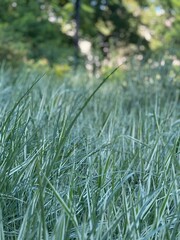 grass in the wind