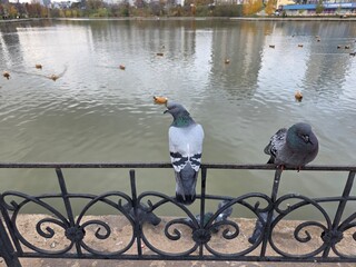 Pigeons Resting on Ornamental Railing by Lake. Two pigeons perched on a decorative metal railing beside a calm city lake with ducks swimming in the background