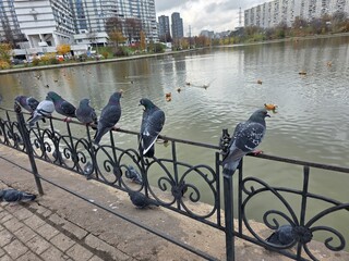 Pigeons Perched on Railing by Urban Lake. Group of pigeons resting on decorative metal fence near city lake with modern buildings and ducks in background