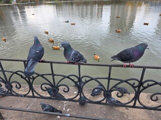 Pigeons perched on ornate railing by pond. Three pigeons rest on a decorative metal fence beside a pond filled with ducks, creating a peaceful urban wildlife scene