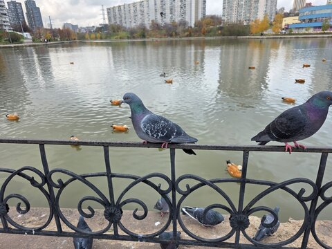 Urban pigeons on iron railing by city pond. Two pigeons perched on a decorative railing overlooking a pond with ducks, surrounded by city buildings on a cloudy day