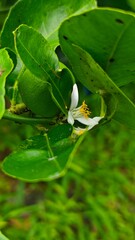 Close-up of a vibrant green lime fruit and a delicate white flower with yellow stamens on a lime tree branch, surrounded by lush green leaves. Nature's beauty and new growth.