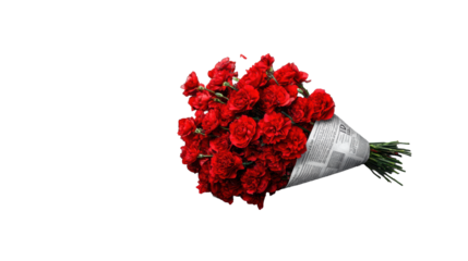 Symbolizing Carnation Revolution, red carnations on a transparent background