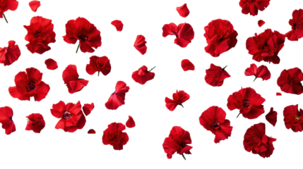 Carnation Revolution Red Flowers on Transparent Background