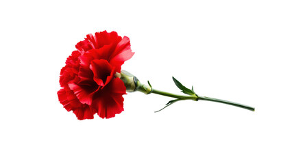 Red Carnation Symbolizing Carnation Revolution on Transparent Background