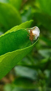 A macro shot captures a brown spider guarding its white egg sac on a vibrant green leaf, showcasing intricate details of nature and insect life.