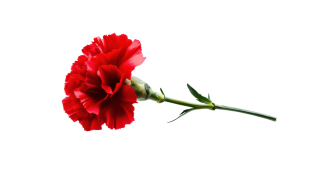 Red Carnation Symbolizing Carnation Revolution on Transparent Background