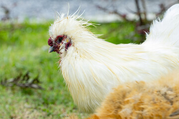 White fluffy silky chicken with crested head and red facial wattles standing on grassy yard, calm backyard scene with soft natural light and textured feathers