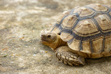 African sulcata tortoise resting on textured ground with patterned domed shell, rugged scaly leg, earthy tones and natural lighting conveying calm and resilient mood