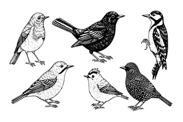 set of Hand drawn set with birds. Robin, blackbird, woodpecker, gold crest, starling. different species from European and Russian forests, engraving, hatching style done with ink pen. toile de juoy