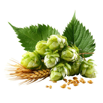 Fresh Green Hop Cones and Leaves Isolated on White Background for Beer Brewing Organic Agriculture Botanical Ingredient and Brewery Concept
