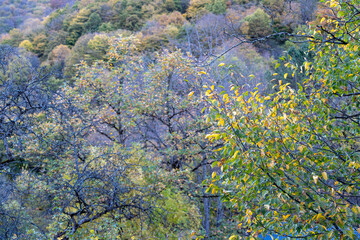 Vibrant Fall Forest with Multicolored Trees and Dense Foliage