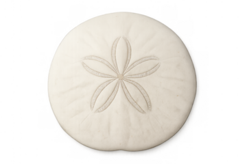 Sand dollar skeleton showing marine life, beach, ocean and summer vacation concepts, isolated on transparent background