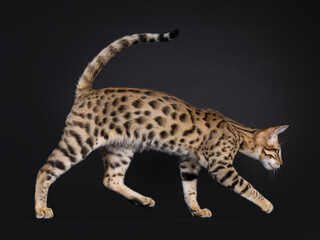 Young Savannah cat walking side ways, looking straight ahead away from camera. Isolated on a black background