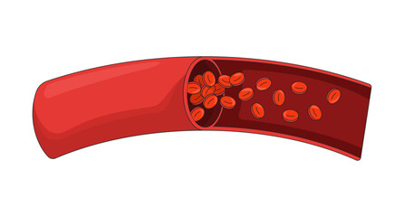 Human artery cross-section with red blood cells 2D vector illustration. Internal circulation. Erythrocytes flowing through vessel flat object isolated on white background. Colorful cartoon image