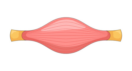 Human muscle in contracted widened state 2D vector illustration. Fiber tendon attachment. Soft tissue. Medical diagram. Muscular system flat object isolated on white background. Colorful cartoon image