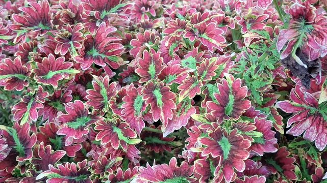 Coleus or Miana plant. This plant has leaves with beautiful maroon color and pattern
